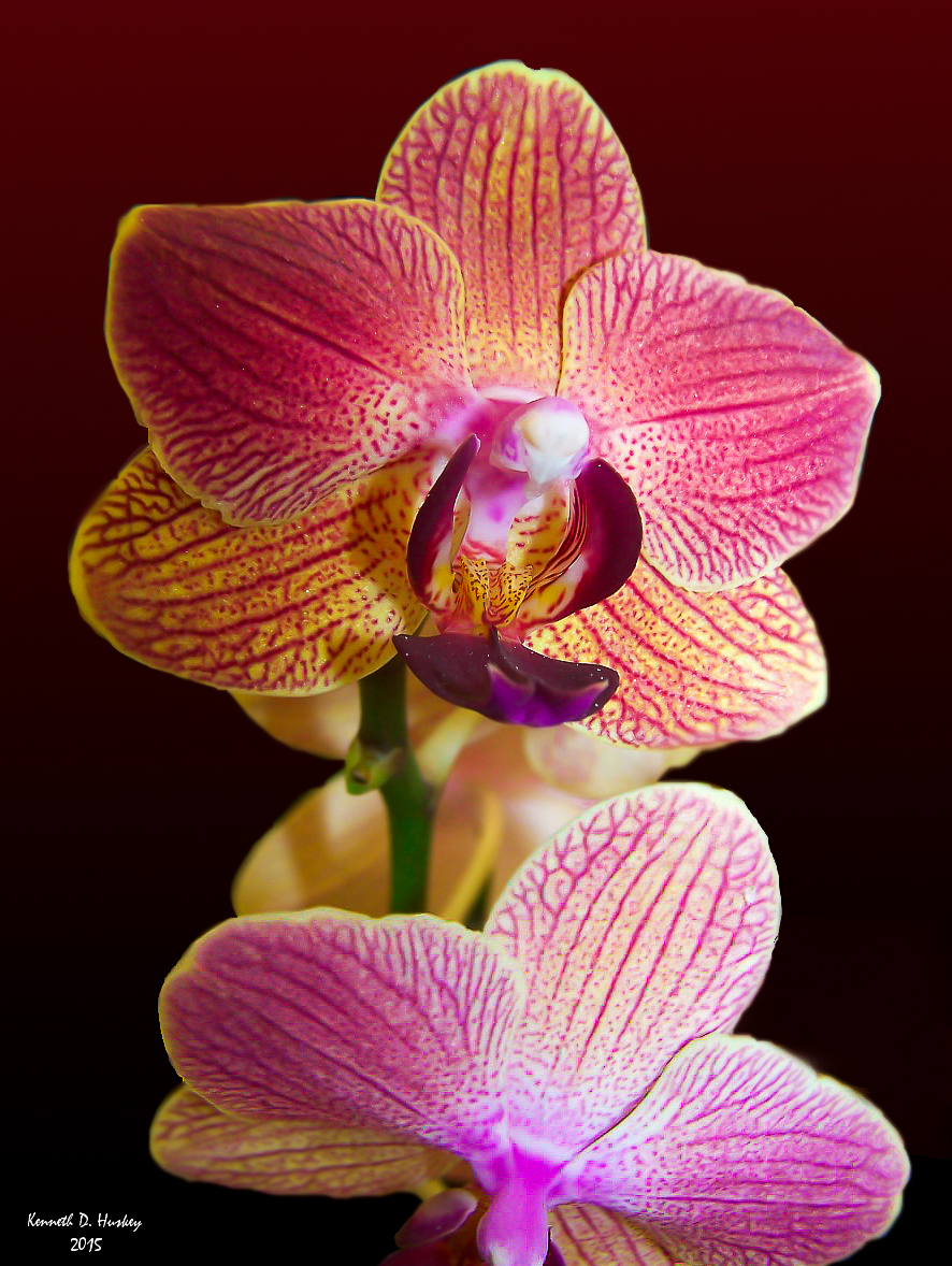 Orchid Macro | Shutterbug